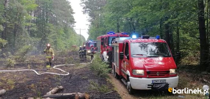 Pożar lasu w Krzynce.